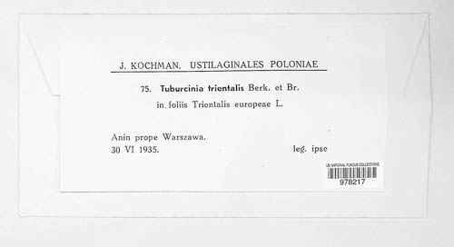 Urocystis trientalis image